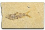 Bargain, Fossil Fish (Knightia) - Wyoming #345444-1